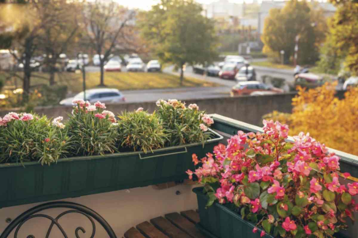 Per garantirne una crescita sana, si consiglia di posizionarla in un luogo soleggiato e ventilato, evitando l’irrigazione diretta sui fiori.