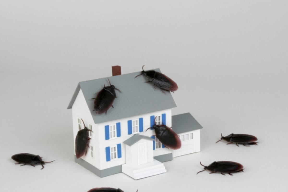 Le pulci rappresentano uno dei parassiti più insidiosi, soprattutto per chi convive con animali domestici.