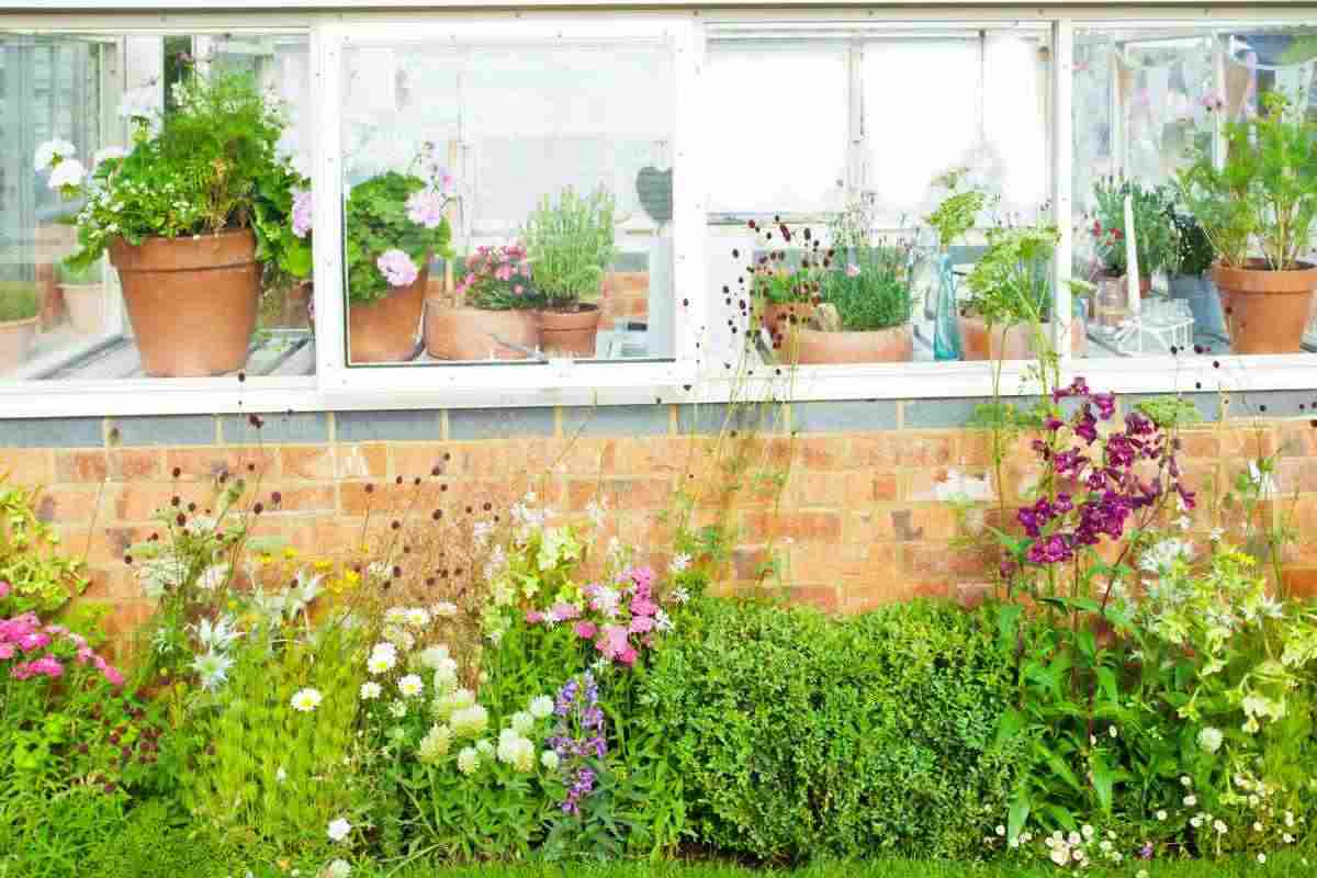 Trasforma la tua casa in un bosco verticale senza spendere, i dettagli