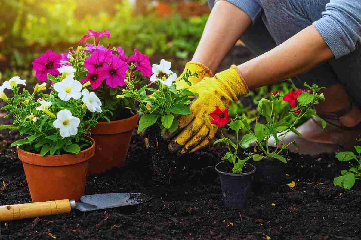 fertilizzanti naturali per le piante